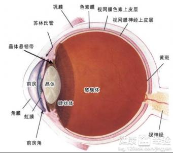 白內障的臨床表現