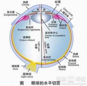 白內障要怎麼自我治療呢