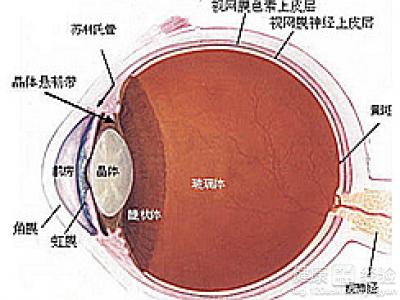 哪些孩子比較容易患上近視