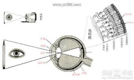 白化病眼球震蕩並且嚴重的遠視眼視力，應該怎麼辦呢