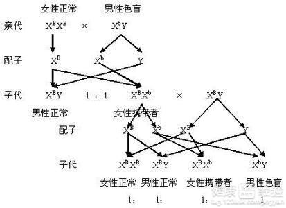 我是色盲基因攜帶已孕二個月了該怎麼阻斷