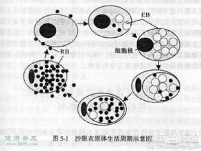 內眼皮長小肉粒就是沙眼嗎