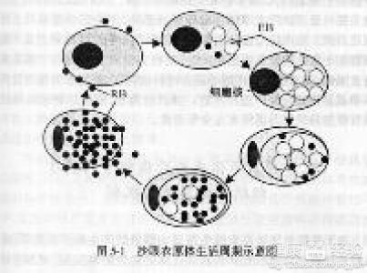 沙眼衣原體是怎麼患上的