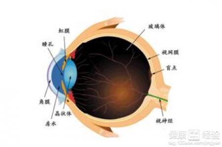 視網膜脫落用什麼方法保住眼球不萎縮