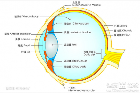 眼睛黃斑病變和視網膜病變有什麼不同之處嗎