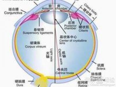 先天性左眼垂直斜視怎樣治療好呢