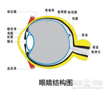 眼底出血是否可以移植