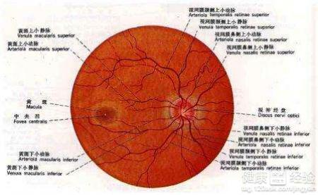 雙眼失明4年診斷是黃斑變性什麼辦法可以復明