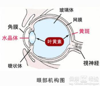 老年黃斑變性和少年性黃斑變形有什麼區別