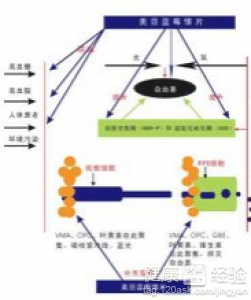 黃斑變性,不在瞳孔正中，病發2天如何醫治