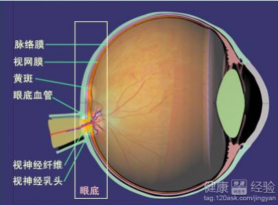 黃斑變性能夠控制嗎如何控制
