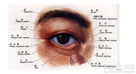 為什麼現在眼結膜炎如此流行？