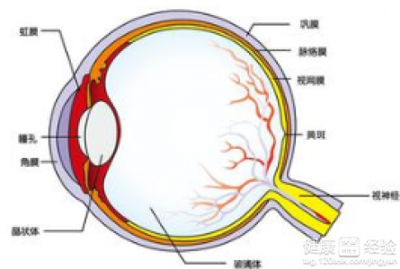 患了結膜炎滴魚腥草滴眼液有什麼效果