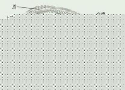 治療結膜炎有那些特效藥