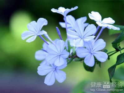 結膜炎好後視力受損是怎麼回事