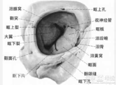 類風濕眼損害用什麼眼藥水