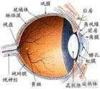 滴擴瞳眼藥水對治療近視有用嗎