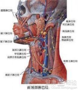 眼睛有流淚淋巴結是在哪裡呢