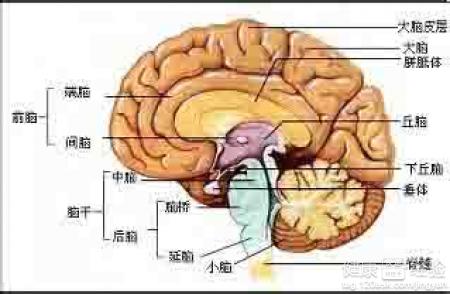 垂體瘤是否會影響眼睛流淚