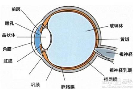 眼睛腫是什麼原因