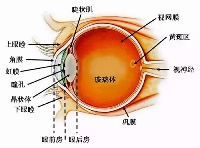 引起玻璃體混濁的原因有哪些？