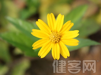 野菊花治療紅眼病效果好