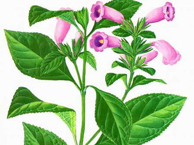 銀花甘草湯治療角膜炎顯神效