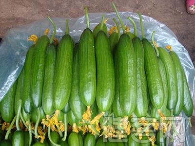 巧防白內障，多食綠色蔬菜
