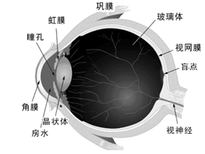 利用殘余視野 訓練改善青光眼視力