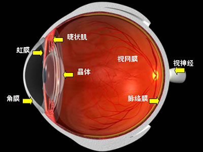 治療青光眼重點在於降眼壓