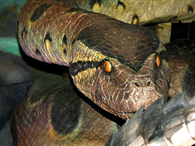 響尾蛇毒竟可以用於治療斜視？