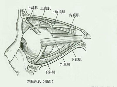 眼外傷後當心眼肌斷裂