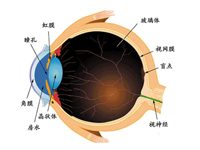 視網膜靜脈周圍炎診療指南