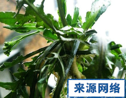 眼睛干澀吃什麼 眼睛干澀怎麼辦 吃荠菜的好處