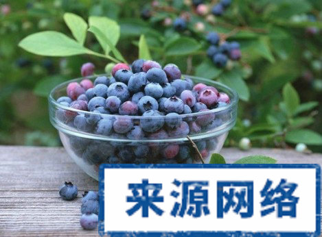 對眼睛好的食物 預防干眼症 藍莓怎麼吃