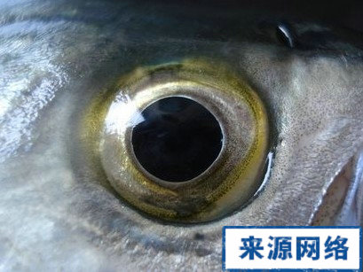吃魚眼可以明目嗎 吃魚眼明目 吃魚眼到底可不可以明目