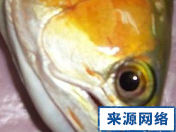 魚眼 保護視力 保護眼睛健康 如何保護眼睛 魚眼睛的作用