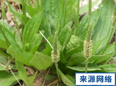 急性結膜炎 急性結膜炎用什麼藥 紅眼病偏方
